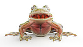 Frog's muscular system, illustration