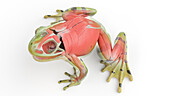 Frog's muscular system, illustration