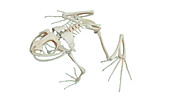 Frog's skeletal system, illustration