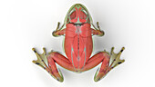 Frog's muscular system, illustration
