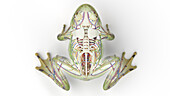 Frog's internal organs, illustration