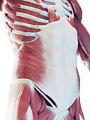 Male abdominal muscles, illustration