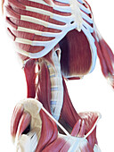 Male deep abdominal muscles, illustration