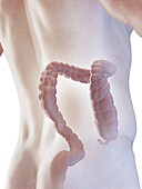 Male large intestine, illustration