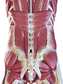 Male back muscles, illustration