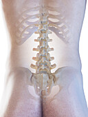 Male skeletal system, illustration