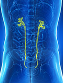Male ureters, illustration