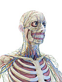 Organs of the upper torso, illustration