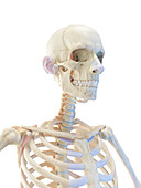 Bones of the upper torso, illustration