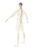 Male nervous system, illustration