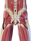 Deep muscles of the lower body, illustration