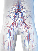 Male vascular system, illustration