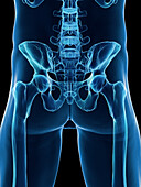 Male pelvic bones, illustration