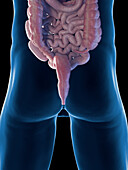 Male intestines and anus, illustration