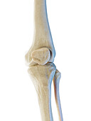 Male knee bones, illustration