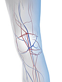 Male knee veins, illustration