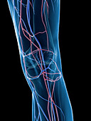 Male knee veins, illustration