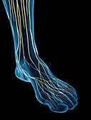 Nerves of the foot, illustration