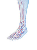 Veins of the foot, illustration