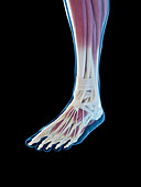 Muscles of the foot, illustration