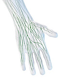 Lymphatics of the hand, illustration