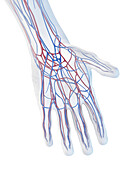 Veins of the hand, illustration