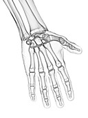 Bones of the hand, illustration