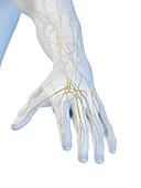 Nerves of the hand, illustration