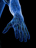 Lymphatics of the hand, illustration