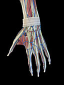 Structure of the hand, illustration