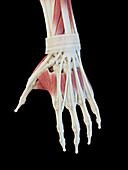 Muscles of the hand, illustration