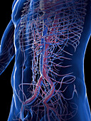 Male vascular system, illustration