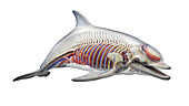 Dolphin's internal organs, illustration