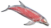 Dolphin's muscular system, illustration