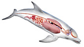 Dolphin's internal organs, illustration