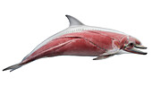 Dolphin's muscular system, illustration