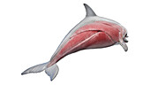 Dolphin's muscular system, illustration