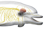 Dolphin's nervous system, illustration