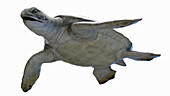 Sea turtle, illustration