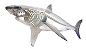 Shark's skeletal system, illustration