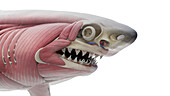 Shark's muscular system, illustration