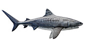 Tiger Shark, illustration