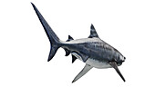 Tiger Shark, illustration