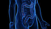 Microbiome of the colon, illustration