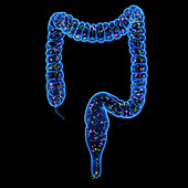 Microbiome, illustration