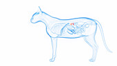 Cat's adrenal glands, illustration