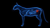 Cat's urinary bladder, illustration