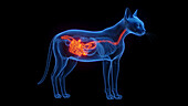 Cat's digestive system, illustration