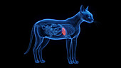 Cat's liver, illustration