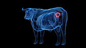 Cow's bladder, illustration